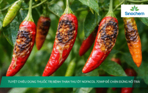 thuốc trị bệnh thán thư ớt