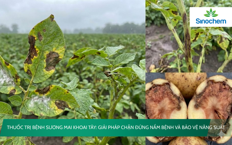 Thuốc trị bệnh sương mai khoai tây