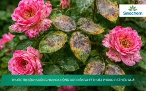thuốc trị bệnh sương mai hoa hồng