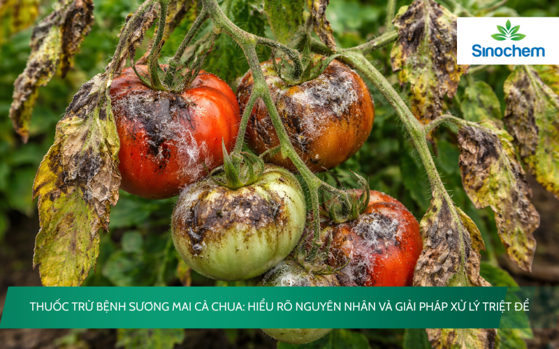 Thuốc Trừ Bệnh Sương Mai Cà Chua
