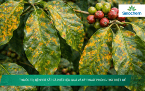 Thuốc trị bệnh rỉ sắt cà phê