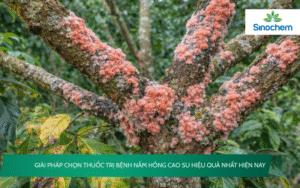 Thuốc Trị Bệnh Nấm Hồng Cao Su