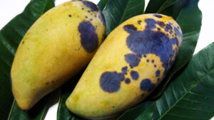 thuốc trị bệnh thán thư xoài