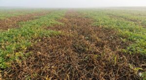 thuốc trị bệnh sương mai dưa hấu