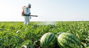 thuốc trị bệnh sương mai dưa hấu