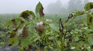 Thuốc Trị Bệnh Mốc Sương Khoai Tây 