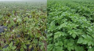 Thuốc Trị Bệnh Mốc Sương Khoai Tây