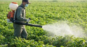 Thuốc Trị Bệnh Mốc Sương Khoai Tây