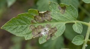 Thuốc Trị Bệnh Mốc Sương Cà Chua