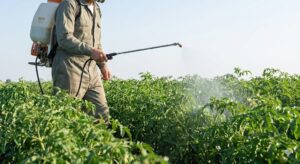 Thuốc Trị Bệnh Mốc Sương Cà Chua