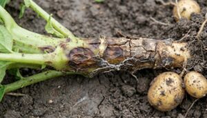 Thuốc trị bệnh thối gốc khoai tây