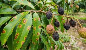 thuốc trị bệnh thán thư vải