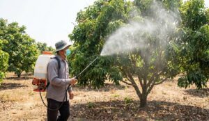 thuốc trị bệnh thán thư vải