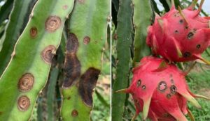 thuốc trị bệnh thán thư thanh long