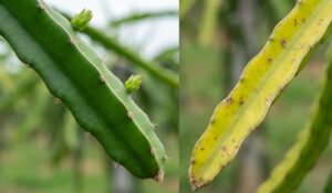 thuốc trị bệnh thán thư thanh long