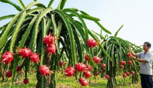 thuốc trị bệnh thán thư thanh long