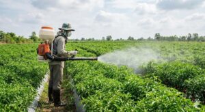 thuốc trị bệnh thán thư ớt