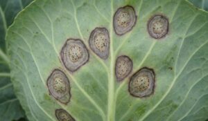 Thuốc trị bệnh thán thư bắp cải