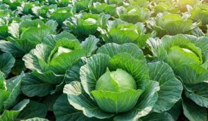 Thuốc trị bệnh thán thư bắp cải