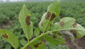 Thuốc trị bệnh sương mai khoai tây