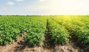 Thuốc trị bệnh sương mai khoai tây