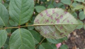 thuốc trị bệnh sương mai hoa hồng