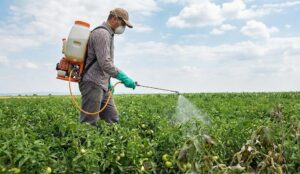 Thuốc Trừ Bệnh Sương Mai Cà Chua