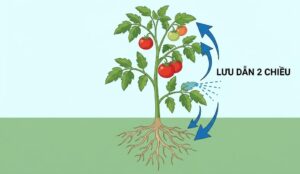 Thuốc Trừ Bệnh Sương Mai Cà Chua