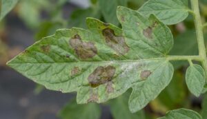Thuốc Trừ Bệnh Sương Mai Cà Chua