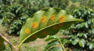 Thuốc trị bệnh rỉ sắt cà phê