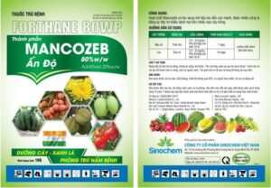 Thuốc trị bệnh thán thư bắp cải