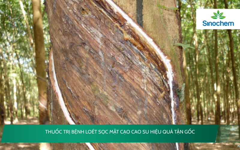 bệnh loét sọc mặt cạo cao su