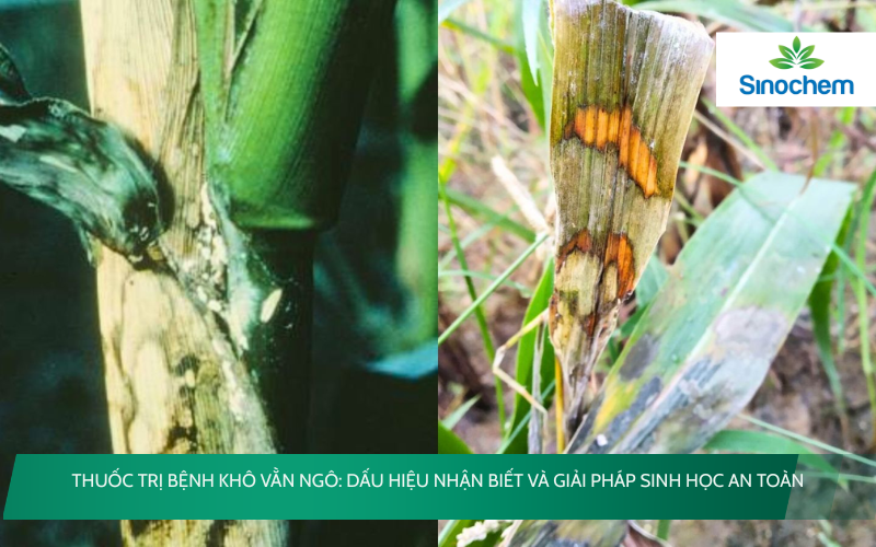 Thuốc trị bệnh khô vằn ngô