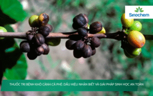 Thuốc trị bệnh khô cành cà phê