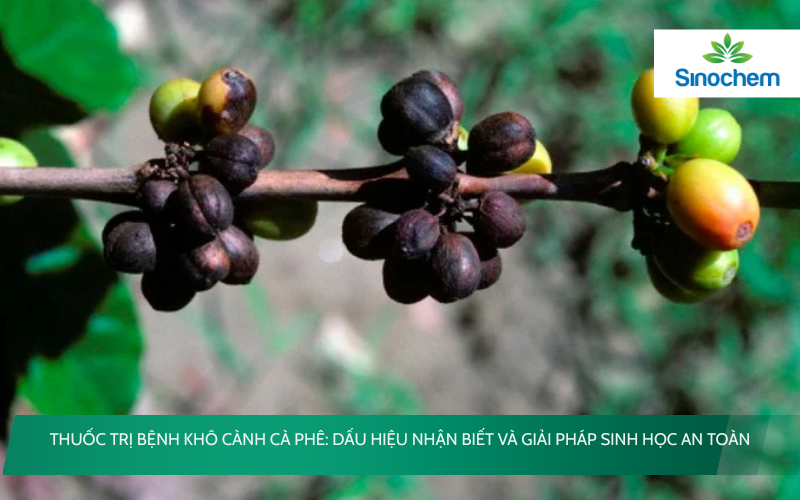 Thuốc trị bệnh khô cành cà phê
