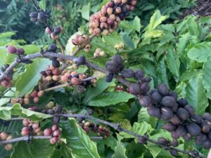 Thuốc trị bệnh khô cành cà phê