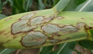 Thuốc trị bệnh khô vằn ngô