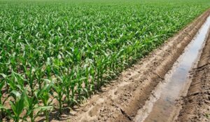 Thuốc trị bệnh khô vằn ngô