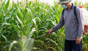 Thuốc trị bệnh khô vằn ngô