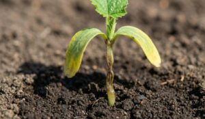 Thuốc trị bệnh lở cổ rễ dưa hấu