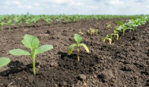 Thuốc trị bệnh lở cổ rễ dưa hấu