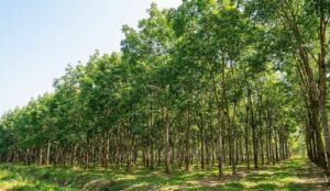  bệnh loét sọc mặt cạo cao su