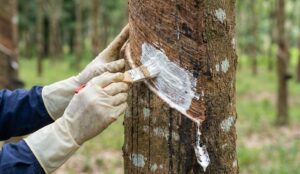  bệnh loét sọc mặt cạo cao su