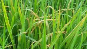 thuốc trị bệnh bạc lá lúa