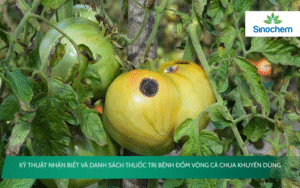 bệnh Đốm vòng cà chua