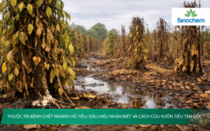 Thuốc Trị Bệnh Chết Nhanh Hồ Tiêu