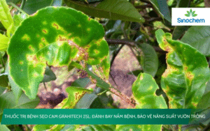 Thuốc Trị Bệnh Sẹo Cam