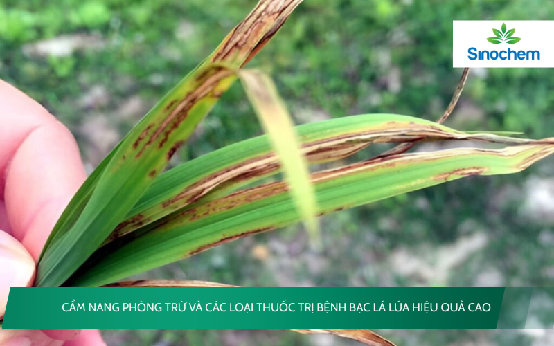 thuốc trị bệnh bạc lá lúa