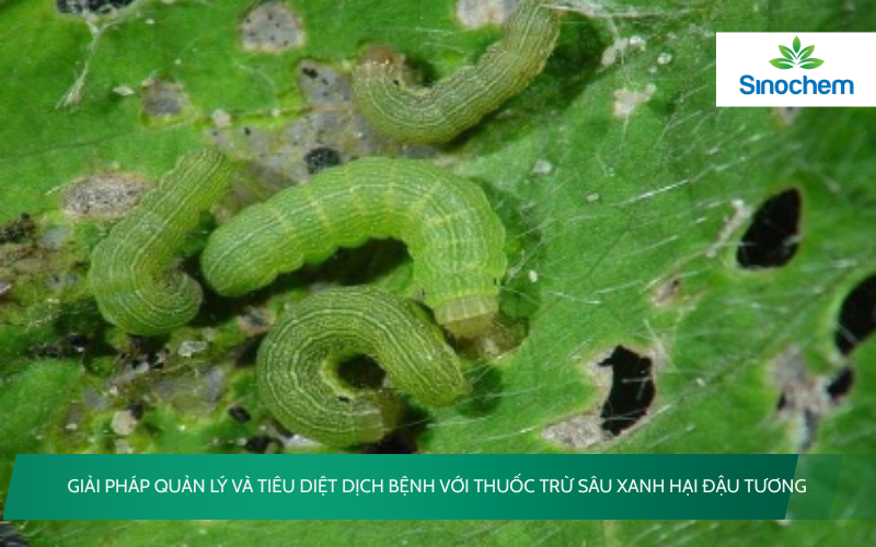 Thuốc Trừ Sâu Xanh Hại Đậu Tương