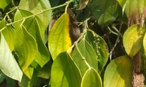 Thuốc Trị Bệnh Chết Nhanh Hồ Tiêu